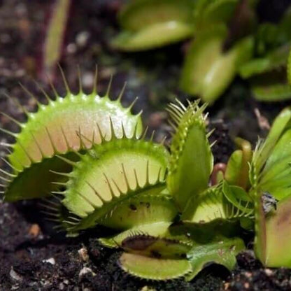 Venus Flytrap King Henry OP Seeds 