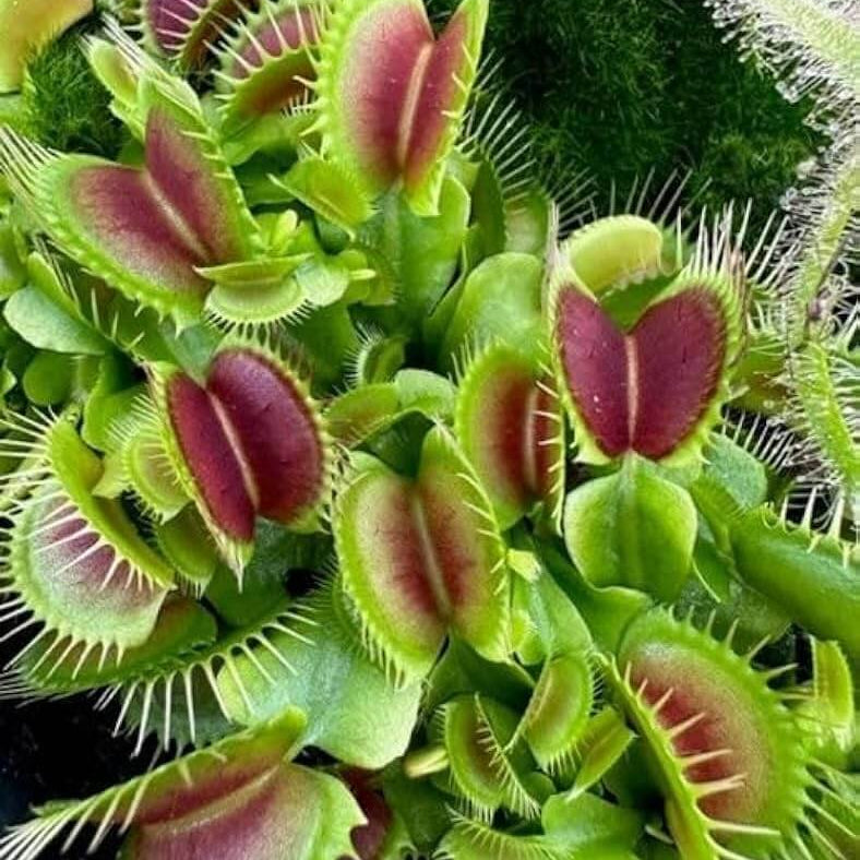 Venus Flytrap King Henry OP Seeds 