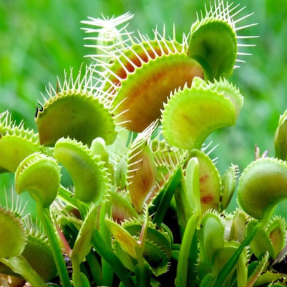 Venus Flytrap King Henry OP Seeds 
