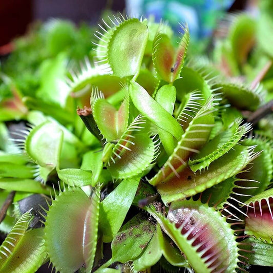Venus Flytrap Low-Growing Form Seeds