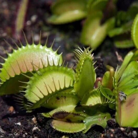Venus Flytrap Mars OP Seeds 