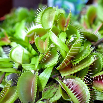 Venus Flytrap Mars OP Seeds 