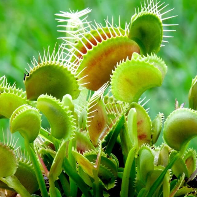 Venus Flytrap Mars OP Seeds 