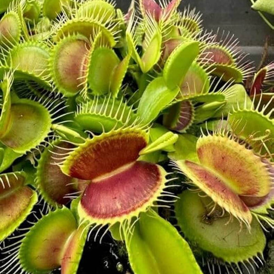Venus Flytrap Martha's Lips OP Seeds