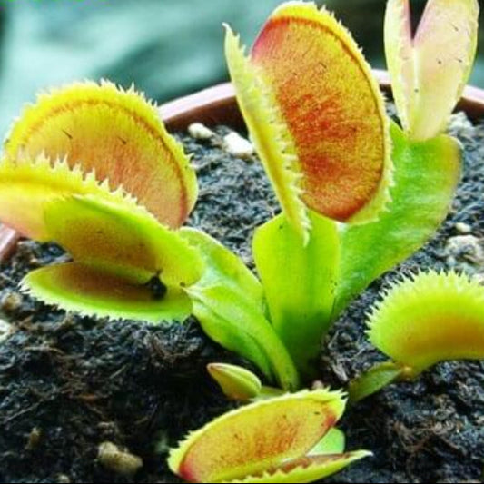Venus Flytrap Megatraps OP Seeds 