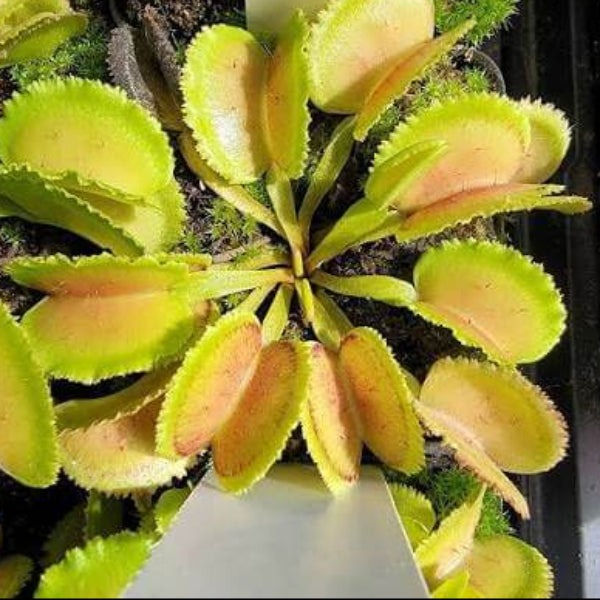 Venus Flytrap Mutant OP Seeds 