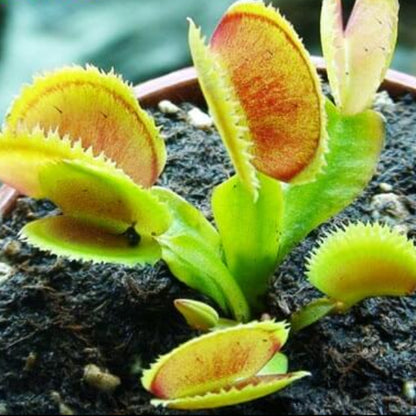 Venus Flytrap Mutant OP Seeds 