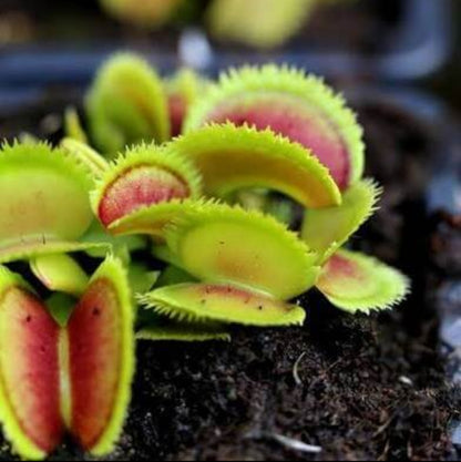 Venus Flytrap Mutant OP Seeds 