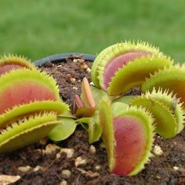 Venus Flytrap Mutant OP Seeds 