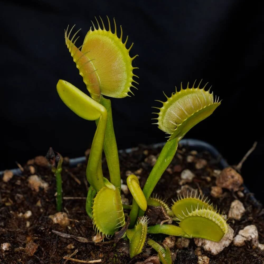 Venus Flytrap Orango OP Seeds