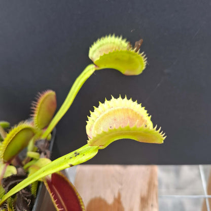 Venus Flytrap Orango OP Seeds