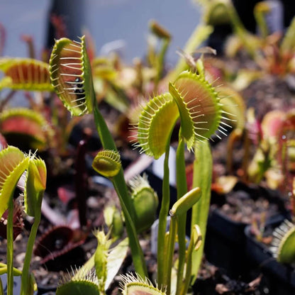 Venus Flytrap Orango OP Seeds