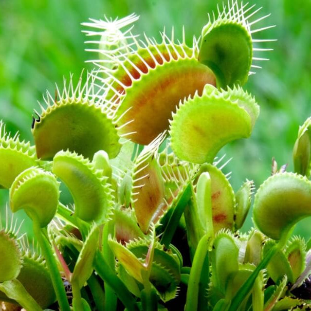 Venus Flytrap Orango OP Seeds