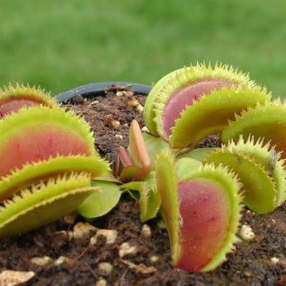 Venus Flytrap Patches OP Seeds