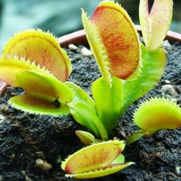 Venus Flytrap Patches OP Seeds