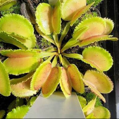 Venus Flytrap Patches OP Seeds