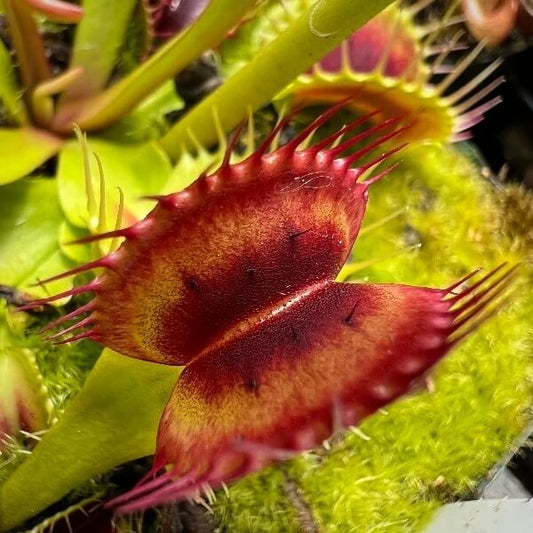 Venus Flytrap Plumechon Crested OP Seeds 