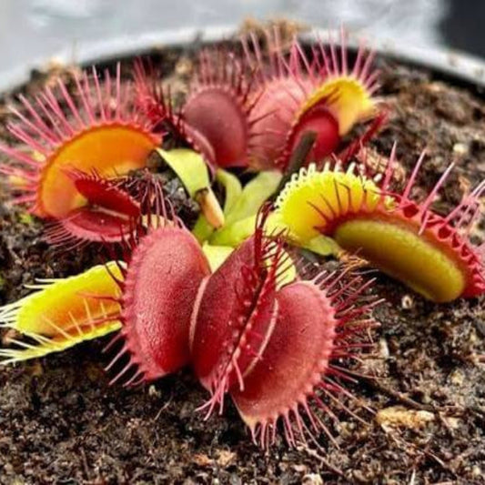 Venus Flytrap Red Burgundy Seeds
