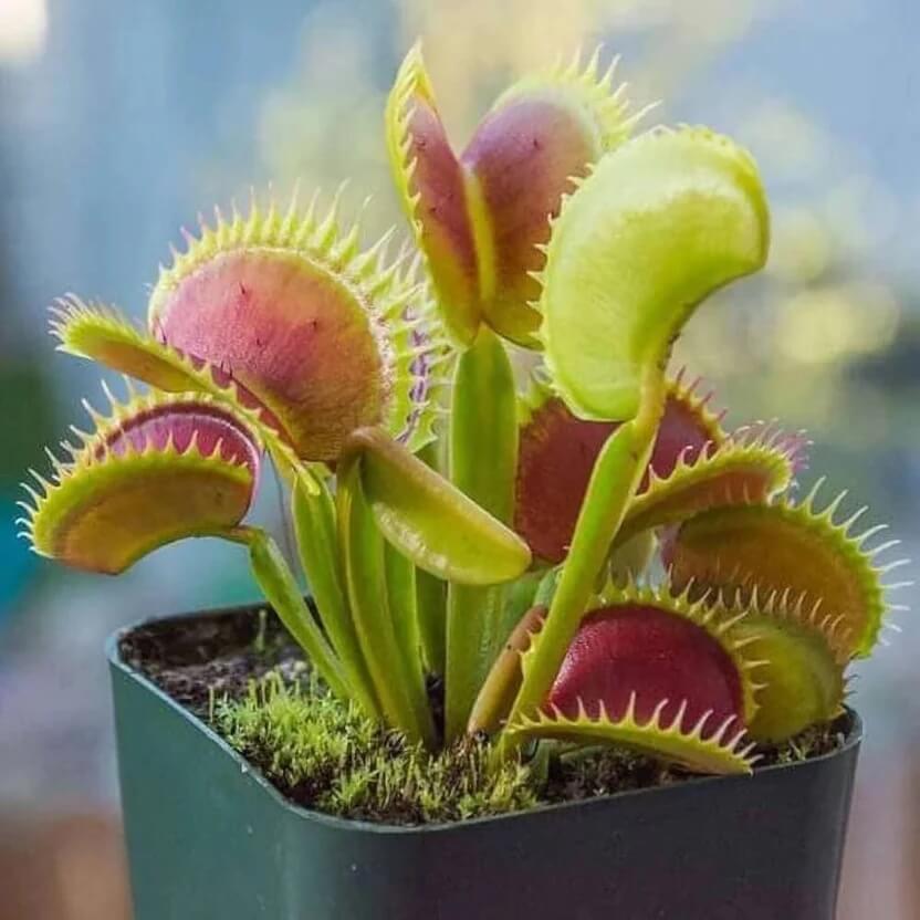Venus Flytrap Red Green Seeds