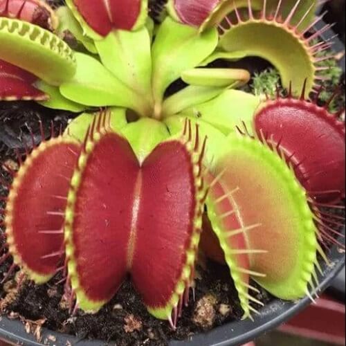 Venus Flytrap Red Green Seeds