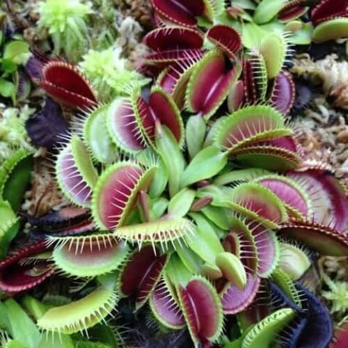Venus Flytrap Red Green Seeds