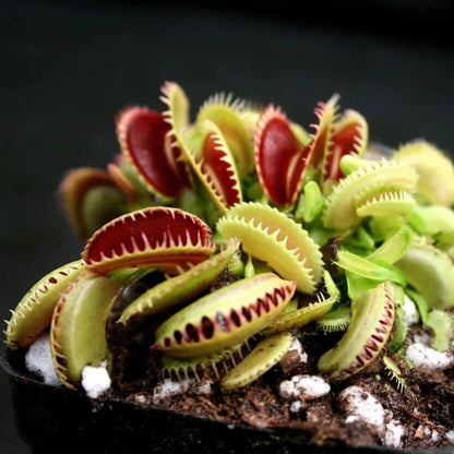 Venus Flytrap Red Green Seeds