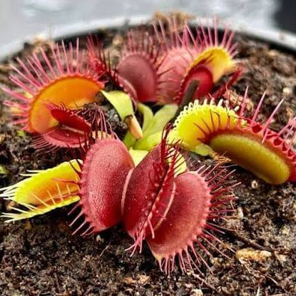 Venus Flytrap Red Jaws Seeds 