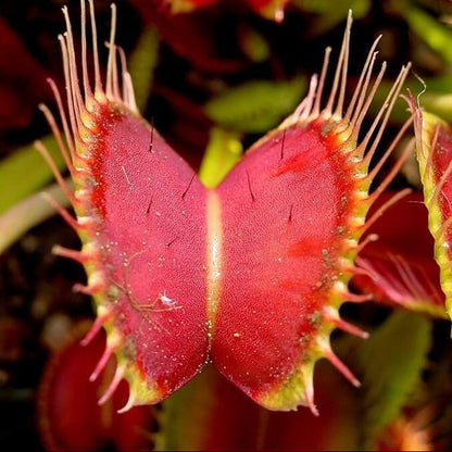 Venus Flytrap Red Jaws Seeds 