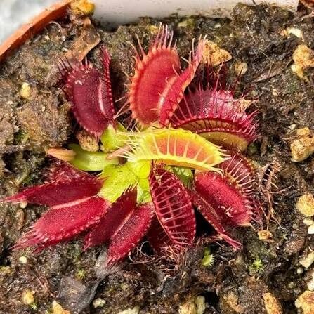Venus Flytrap Red Jaws Seeds 