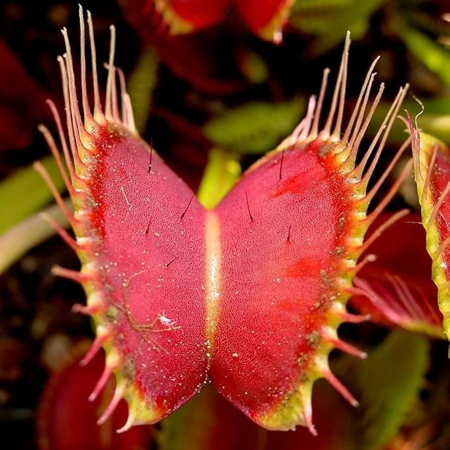 Venus Flytrap Red Mix Seeds