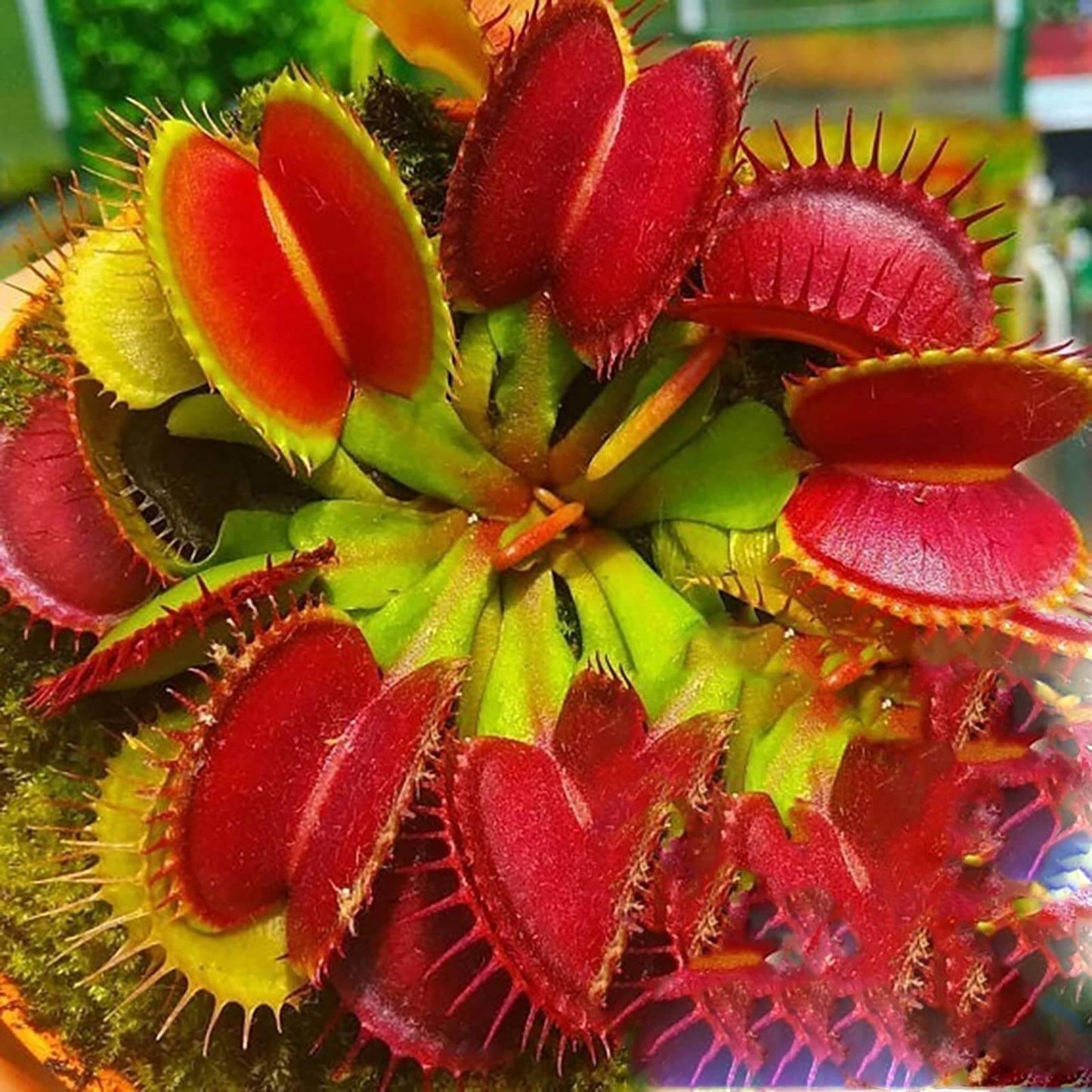 Venus Flytrap Red Mix Seeds