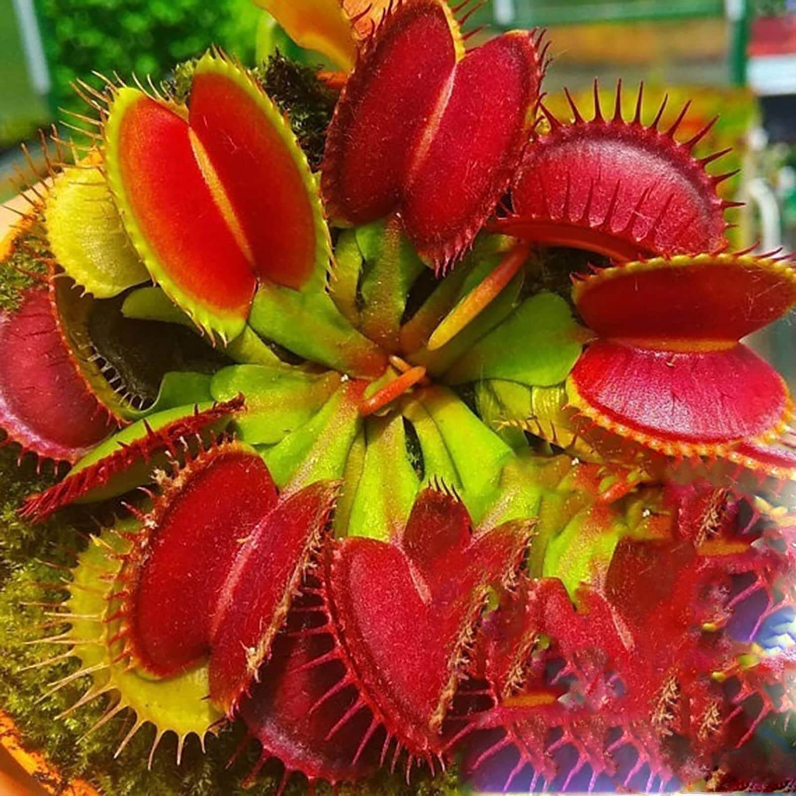 Venus Flytrap Red Mix Seeds