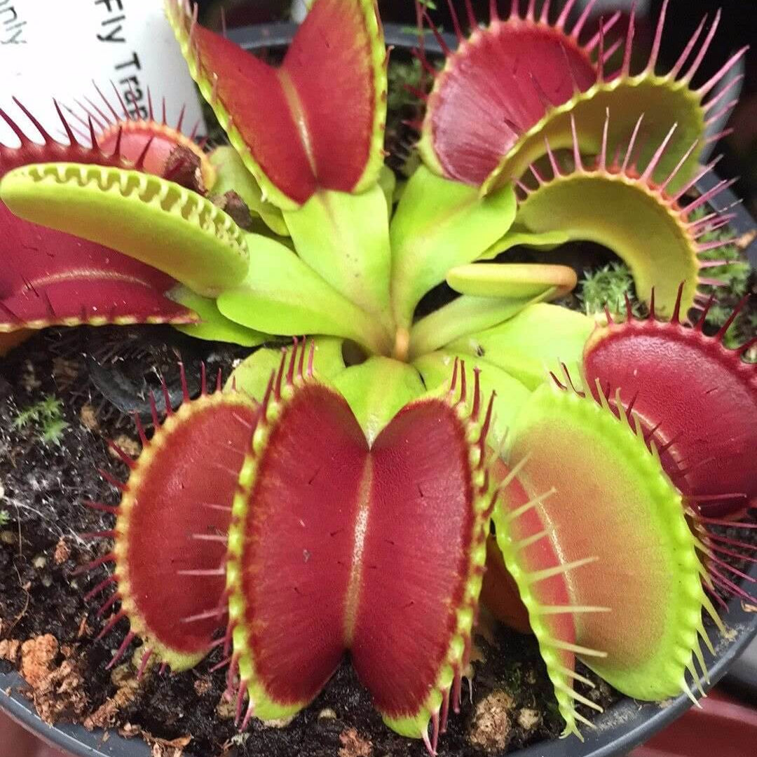 Venus Flytrap Red Mix Seeds