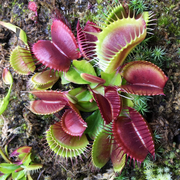 Venus Flytrap Red Periscope OP Seeds