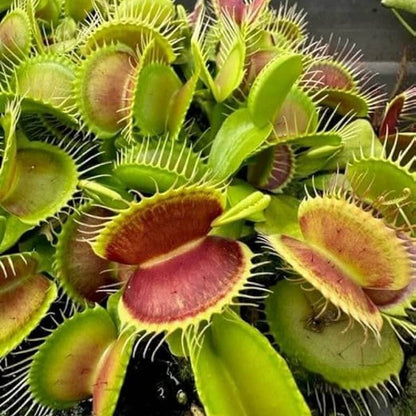 Venus Flytrap Red Periscope OP Seeds