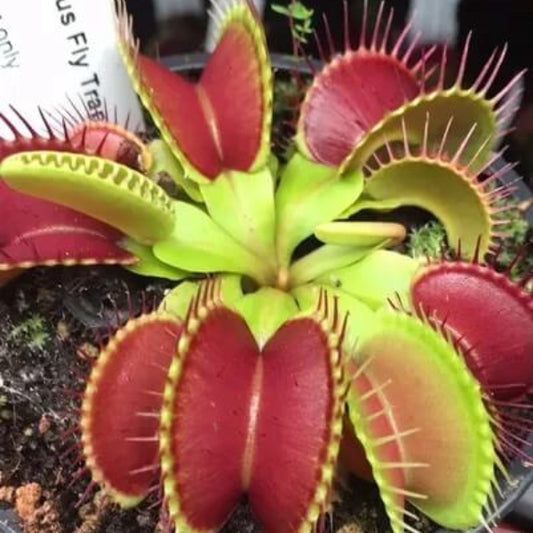 Venus Flytrap Red Periscope OP Seeds