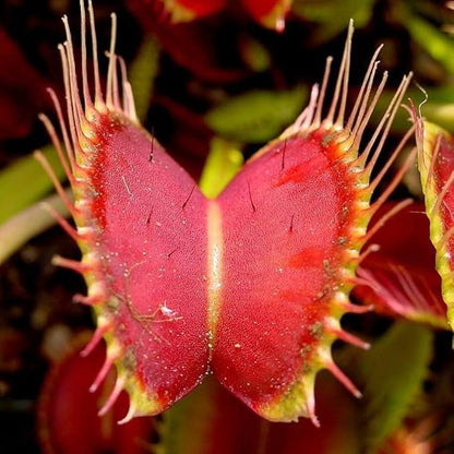 Venus Flytrap Red Periscope OP Seeds