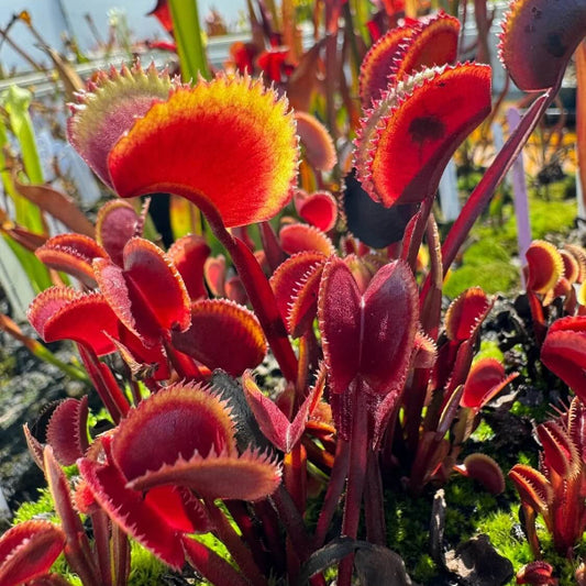 Venus Flytrap Red Piranha Seeds