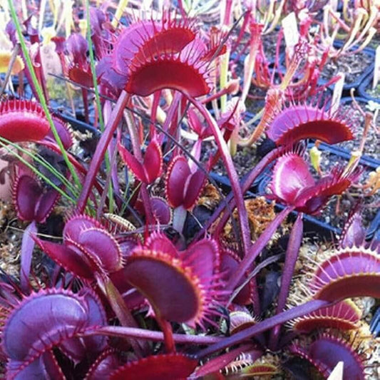 Venus Flytrap Red Purple Seeds 