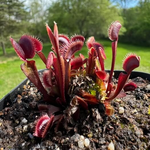 Venus Flytrap Red Sawtooth Mix Seeds