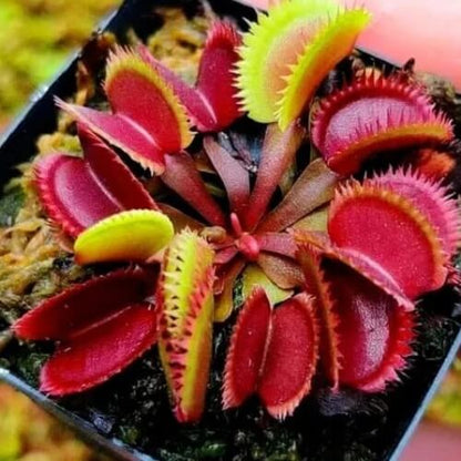 Venus Flytrap Red Teeth Seeds