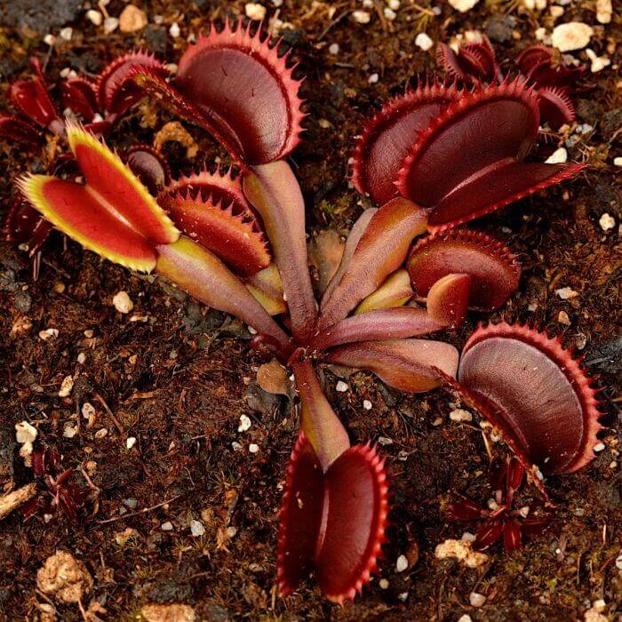 Venus Flytrap Red Teeth Seeds