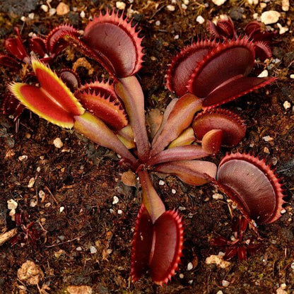 Venus Flytrap Red Teeth Seeds