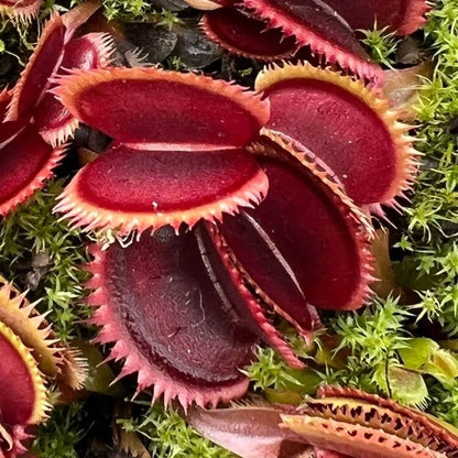 Venus Flytrap Red Teeth Seeds