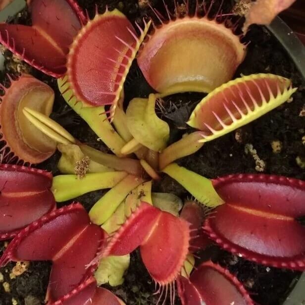Venus Flytrap Red Teeth Seeds