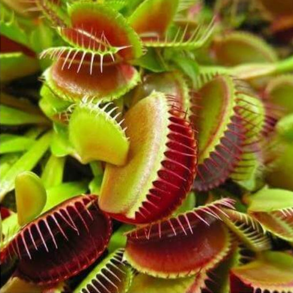 Venus Flytrap Royal Red Seeds 