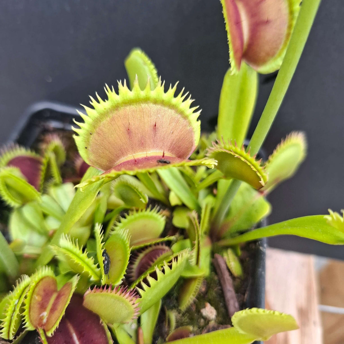 Venus Flytrap Royal Red Seeds 