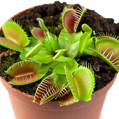 Venus Flytrap Royal Red Seeds 