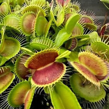 Venus Flytrap Royal Red Seeds 
