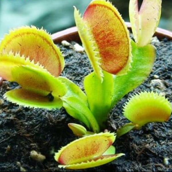 Venus Flytrap SL024 OP Seeds